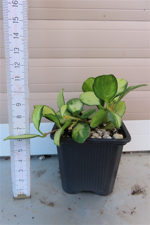 Hoya heuschkeliana – Bild 3