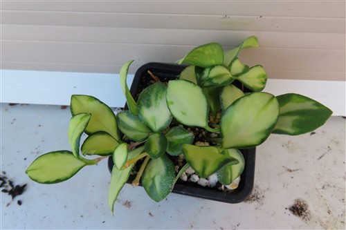 Hoya heuschkeliana – Bild 2