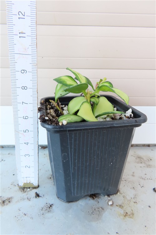 Hoya heuschkeliana – Bild 3