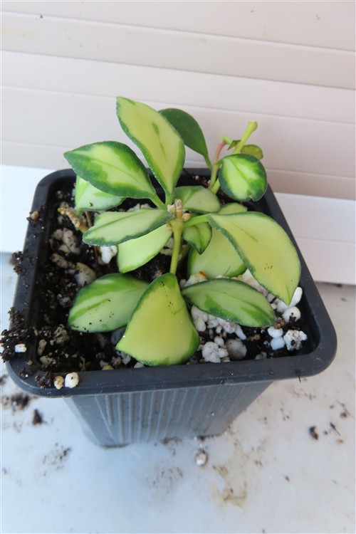 Hoya heuschkeliana – Bild 2