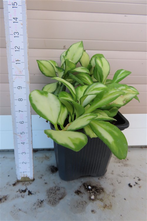 Hoya heuschkeliana – Bild 2