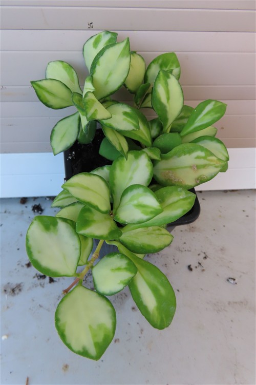 Hoya heuschkeliana – Bild 3
