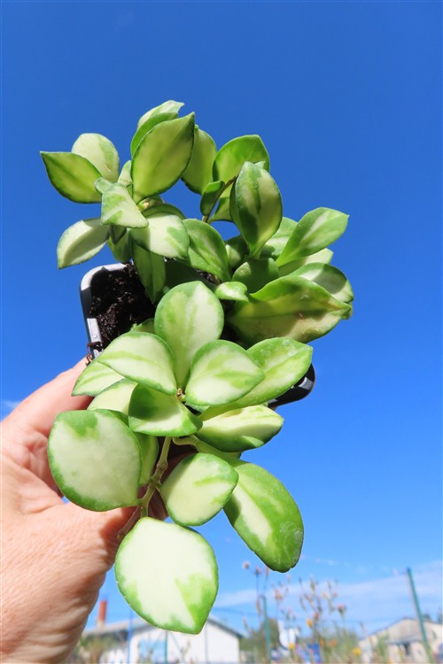 Hoya heuschkeliana – Bild 4