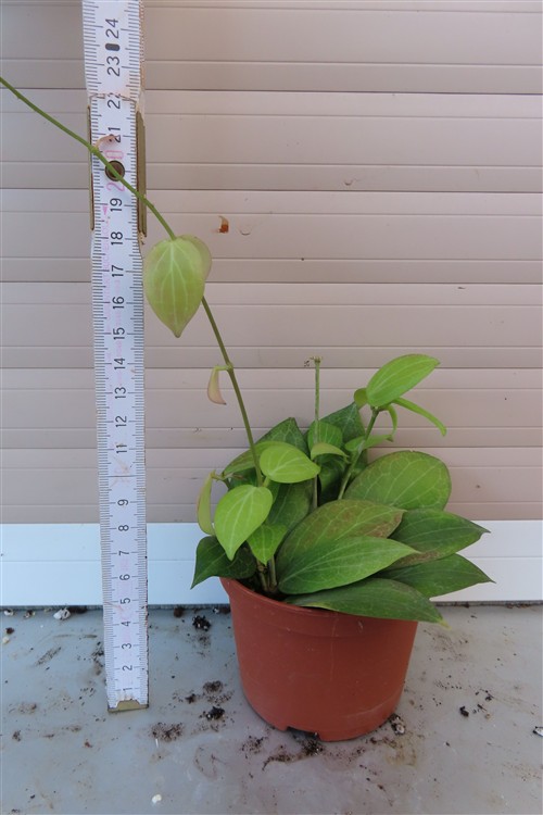 Hoya fitchii – Bild 2