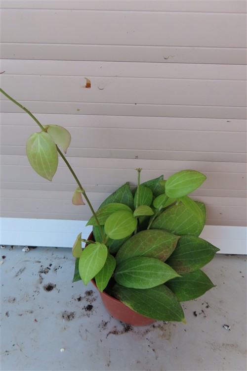 Hoya fitchii – Bild 3