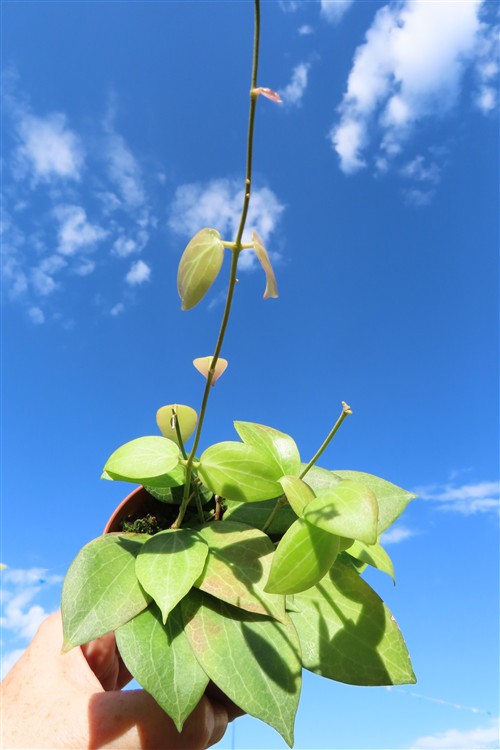 Hoya fitchii – Bild 4