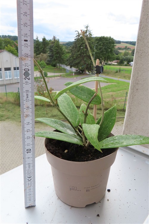 Hoya sp. Loei – Bild 2