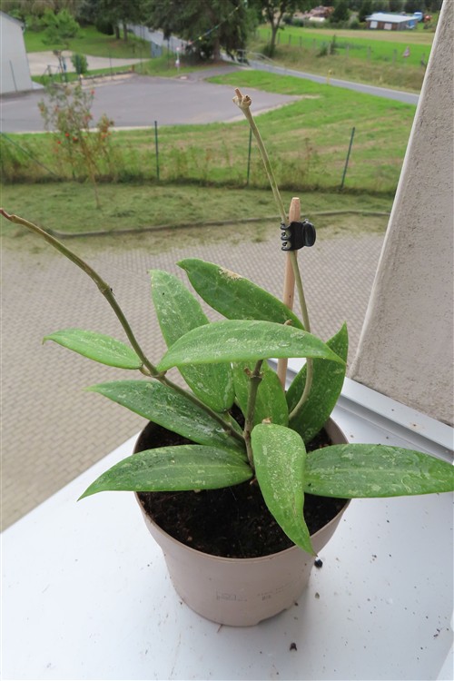 Hoya sp. Loei – Bild 3
