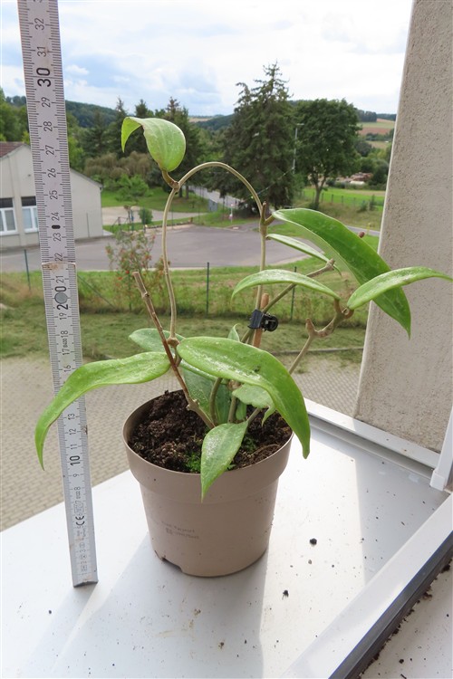Hoya sp. Loei – Bild 2
