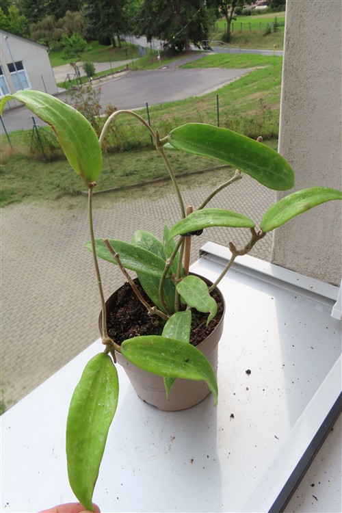 Hoya sp. Loei – Bild 3