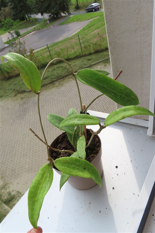 Hoya sp. Loei – Bild 4