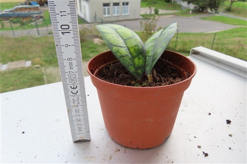 Hoya callistophylla Black Cat – Bild 2