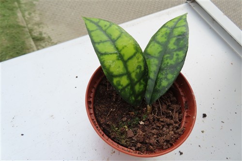 Hoya callistophylla Black Cat – Bild 3