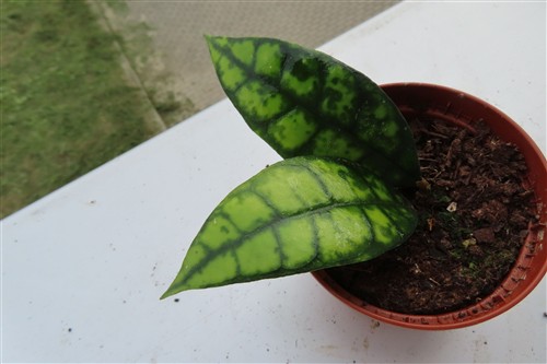 Hoya callistophylla Black Cat – Bild 4