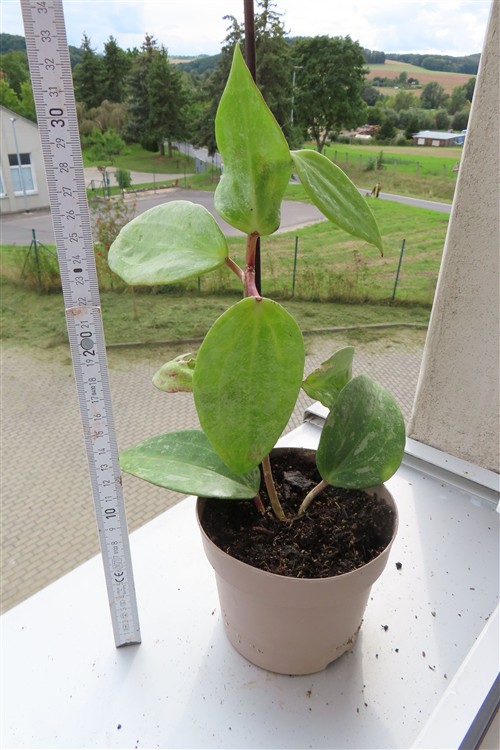 Hoya macrophylla Silver – Bild 2