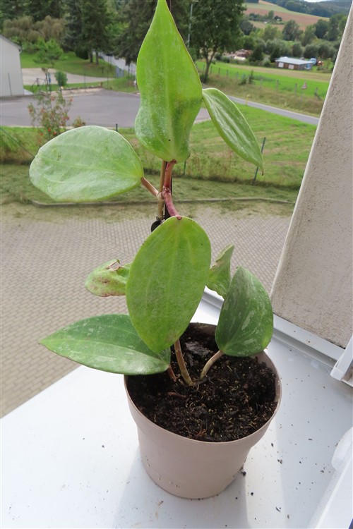 Hoya macrophylla Silver – Bild 3