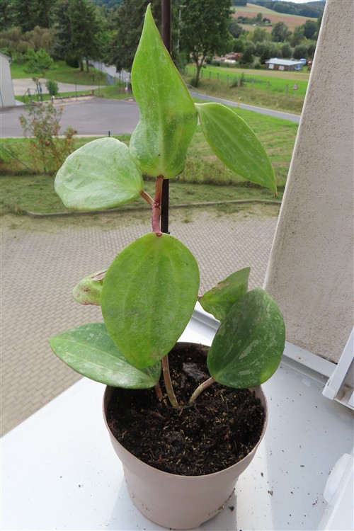 Hoya macrophylla Silver – Bild 4