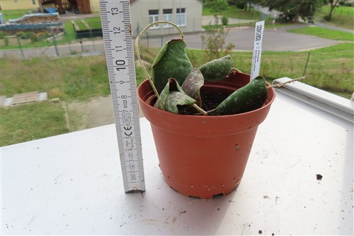 Hoya imbricata – Bild 2
