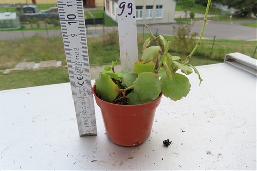 Hoya endauensis – Bild 2