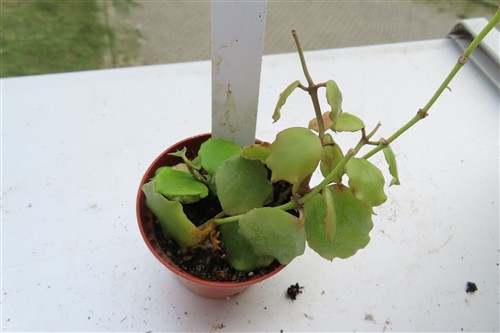 Hoya endauensis – Bild 3
