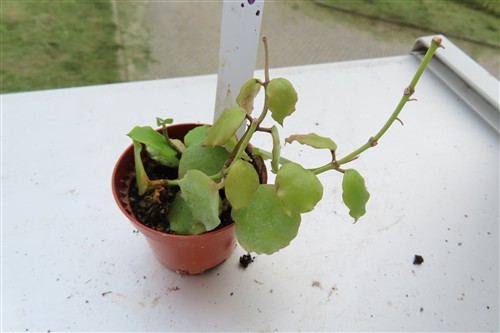 Hoya endauensis – Bild 4