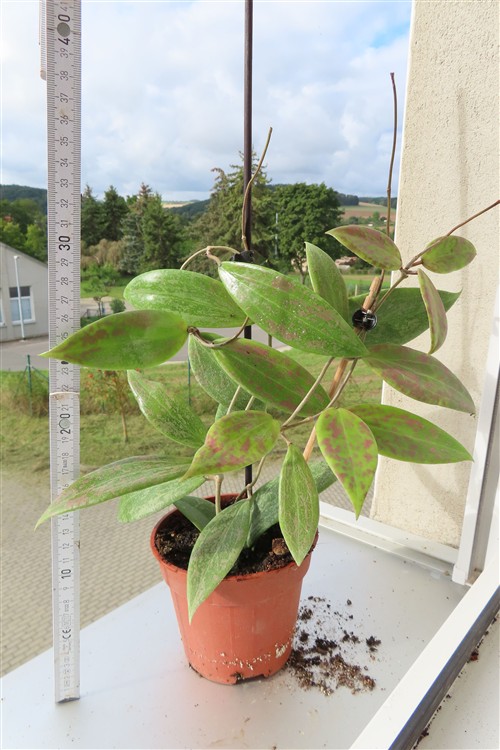 Hoya wibergiae – Bild 4