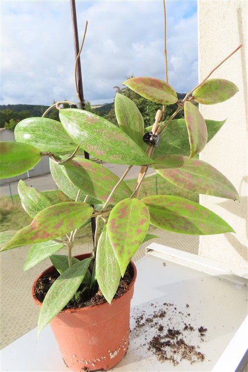 Hoya wibergiae – Bild 2