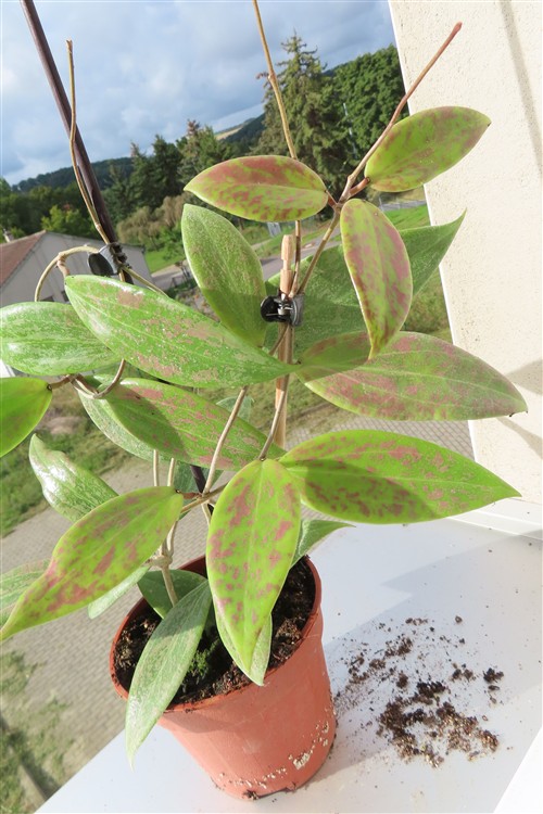 Hoya wibergiae – Bild 3