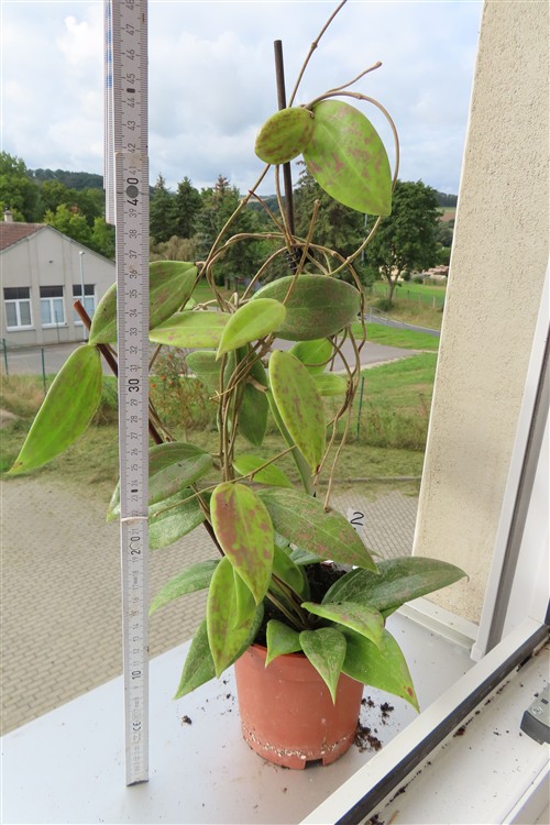 Hoya wibergiae – Bild 2