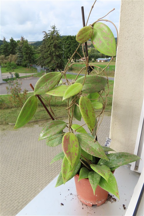 Hoya wibergiae – Bild 3