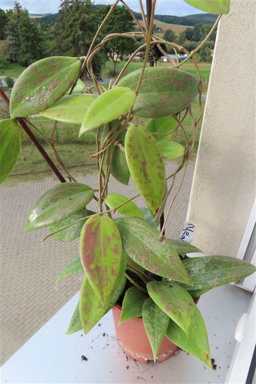 Hoya wibergiae – Bild 4