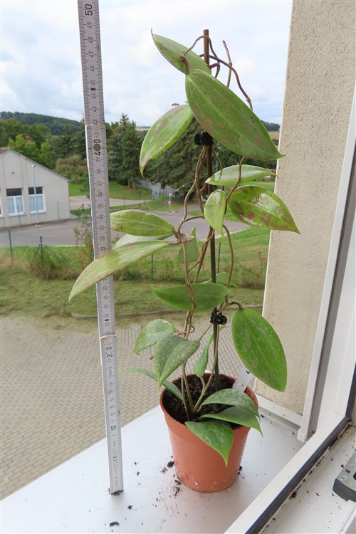 Hoya wibergiae – Bild 2