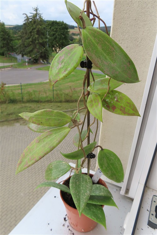 Hoya wibergiae – Bild 3