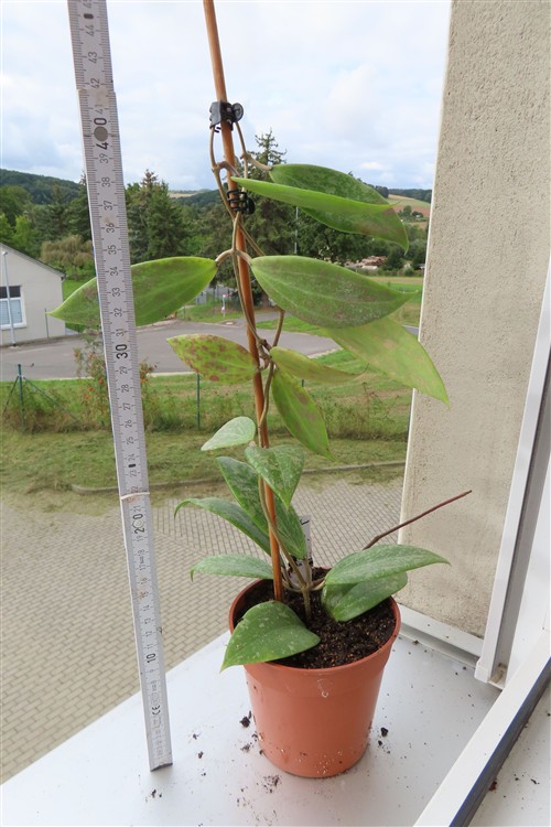 Hoya wibergiae – Bild 2