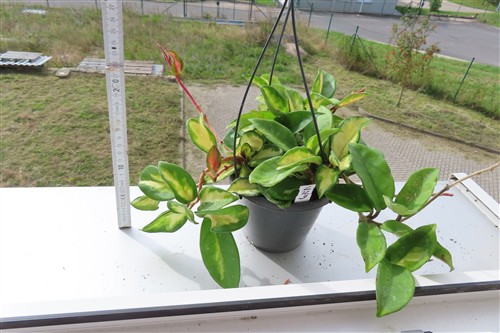 Hoya carnosa tricolor – Bild 3