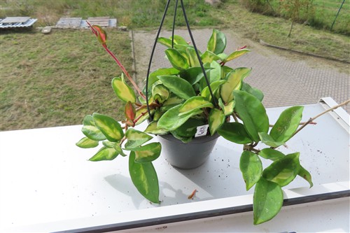 Hoya carnosa tricolor – Bild 2