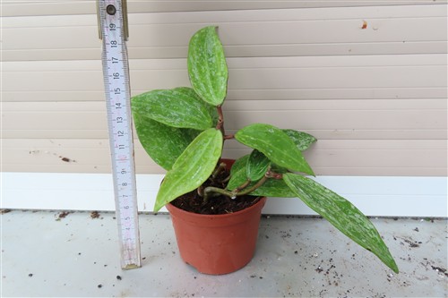 Hoya sp. Rangsan Star of Borneo – Bild 2