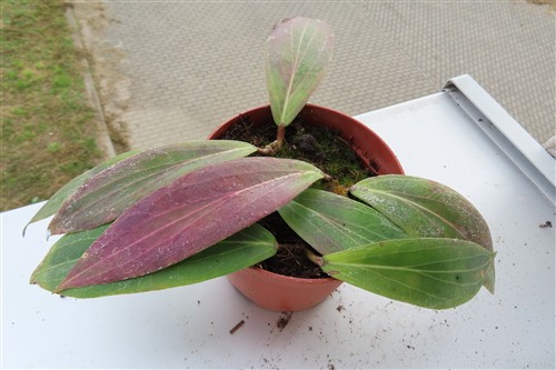 Hoya scortechinii – Bild 3