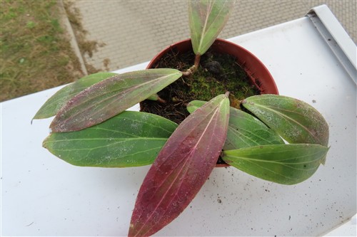 Hoya scortechinii – Bild 4