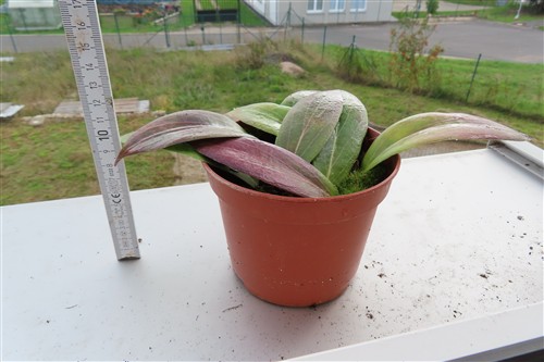 Hoya scortechinii – Bild 3