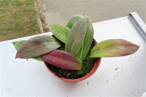 Hoya scortechinii – Bild 2