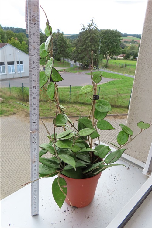 Hoya parasitica black edge – Bild 2
