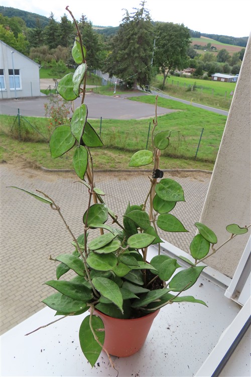 Hoya parasitica black edge – Bild 3