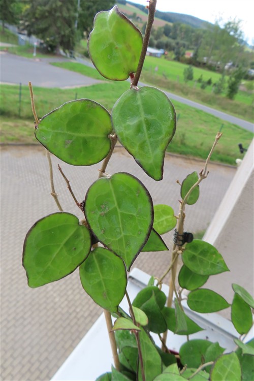 Hoya parasitica black edge – Bild 4
