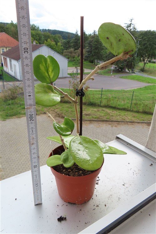 Hoya obovata variegata – Bild 2