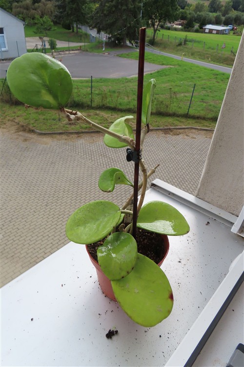Hoya obovata variegata – Bild 4