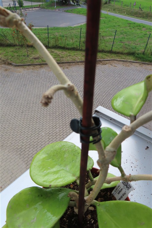 Hoya obovata variegata – Bild 3