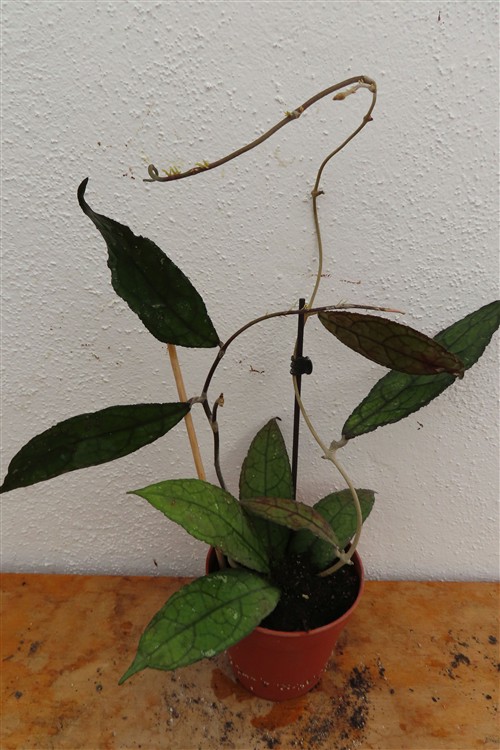 Hoya clemensiorum Dark Leaf – Bild 2