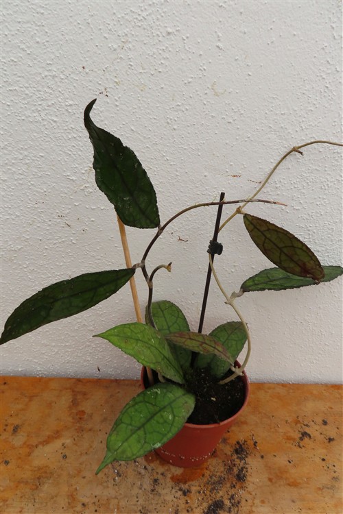 Hoya clemensiorum Dark Leaf – Bild 3