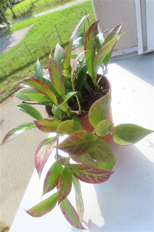 Hoya Sunrise – Bild 2